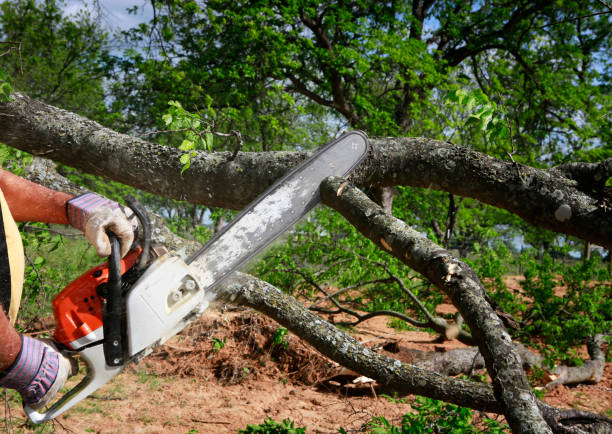 Lawn Grading and Leveling in Smiths Station, AL